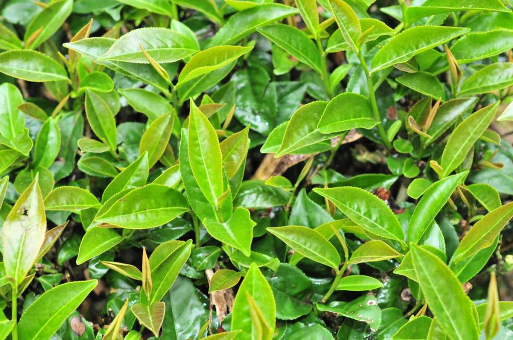 冬片茶的特色在那?和春茶、冬茶有何不同?