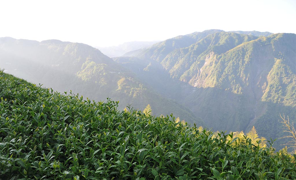 杉林溪茶特色