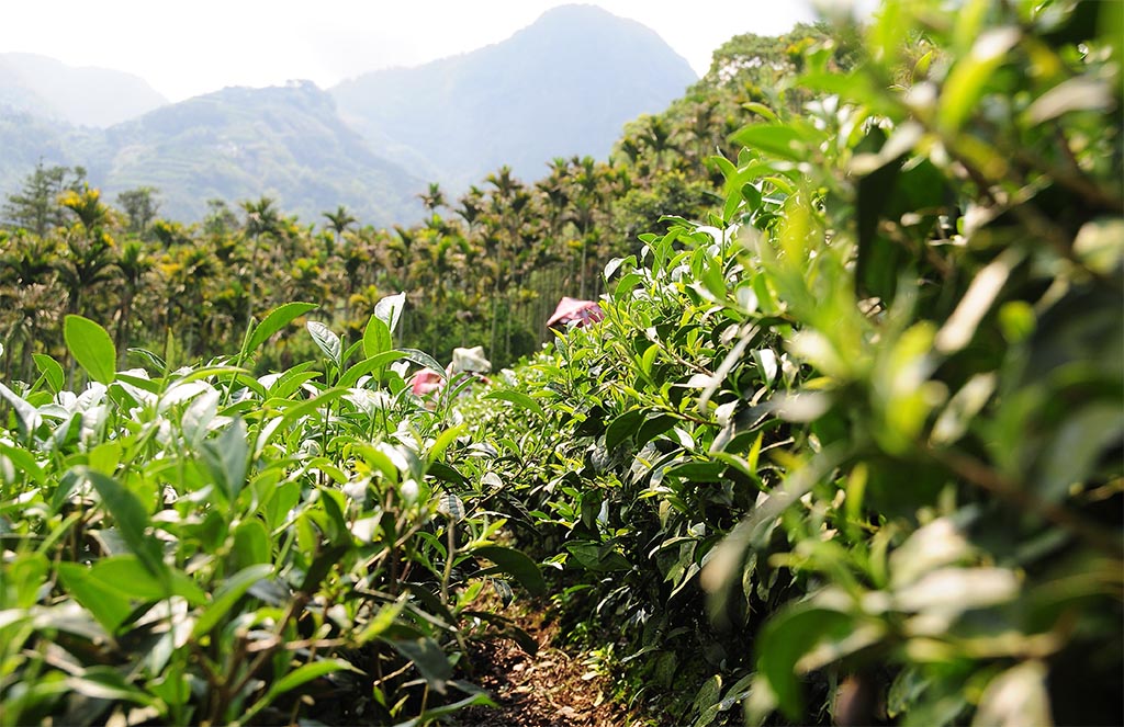 阿里山茶特色