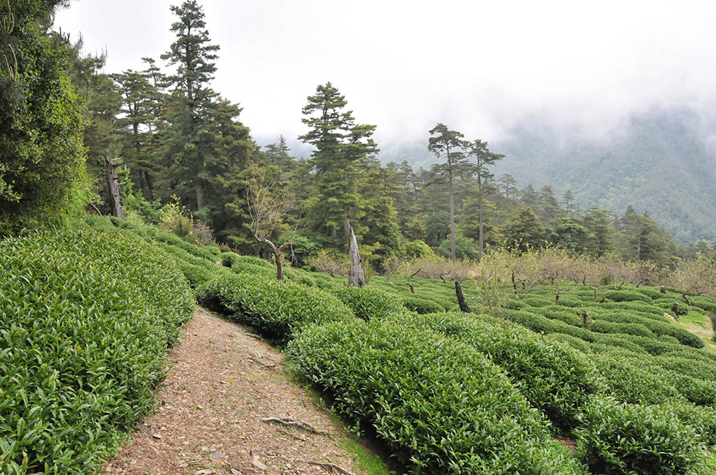 長興茶行大禹嶺高山茶價格比較貴？