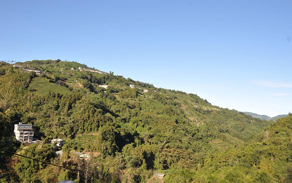 阿里山茶區