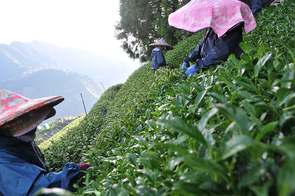 採茶過程