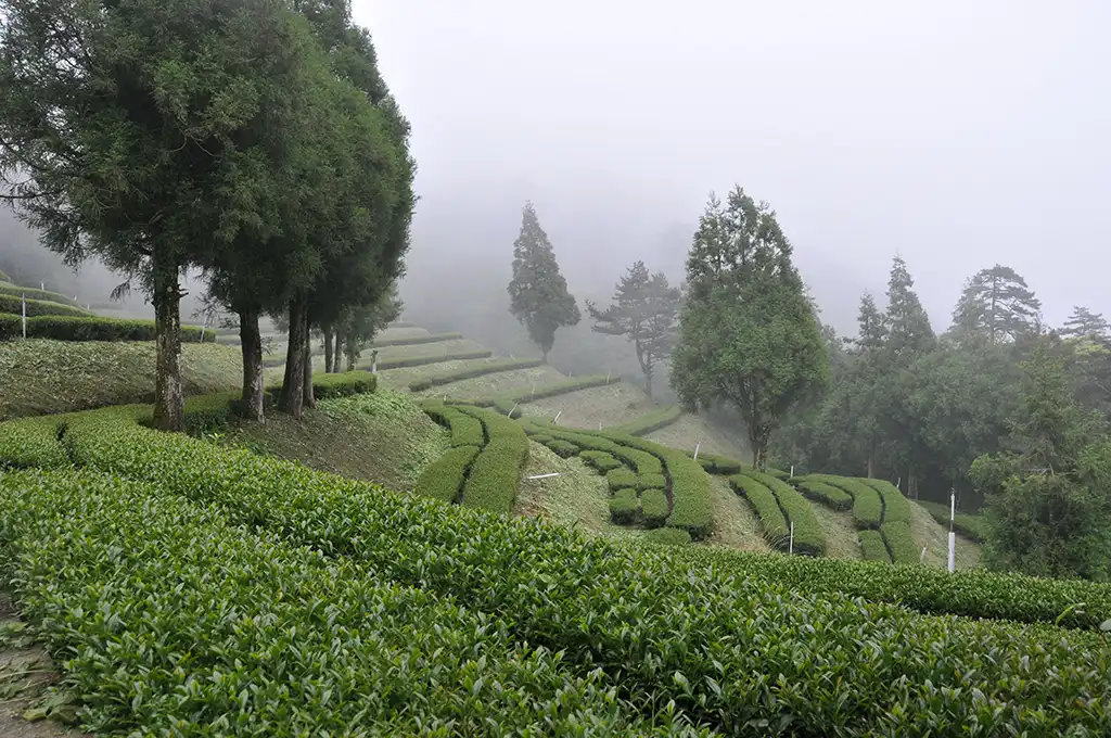 梨山天池茶