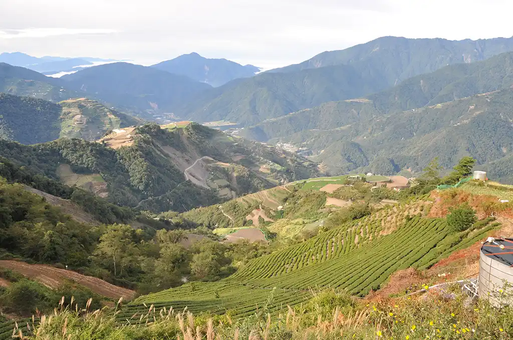 華岡茶區