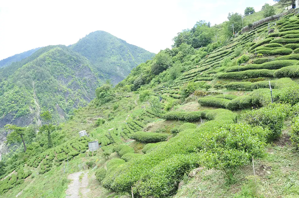 碧綠溪茶區