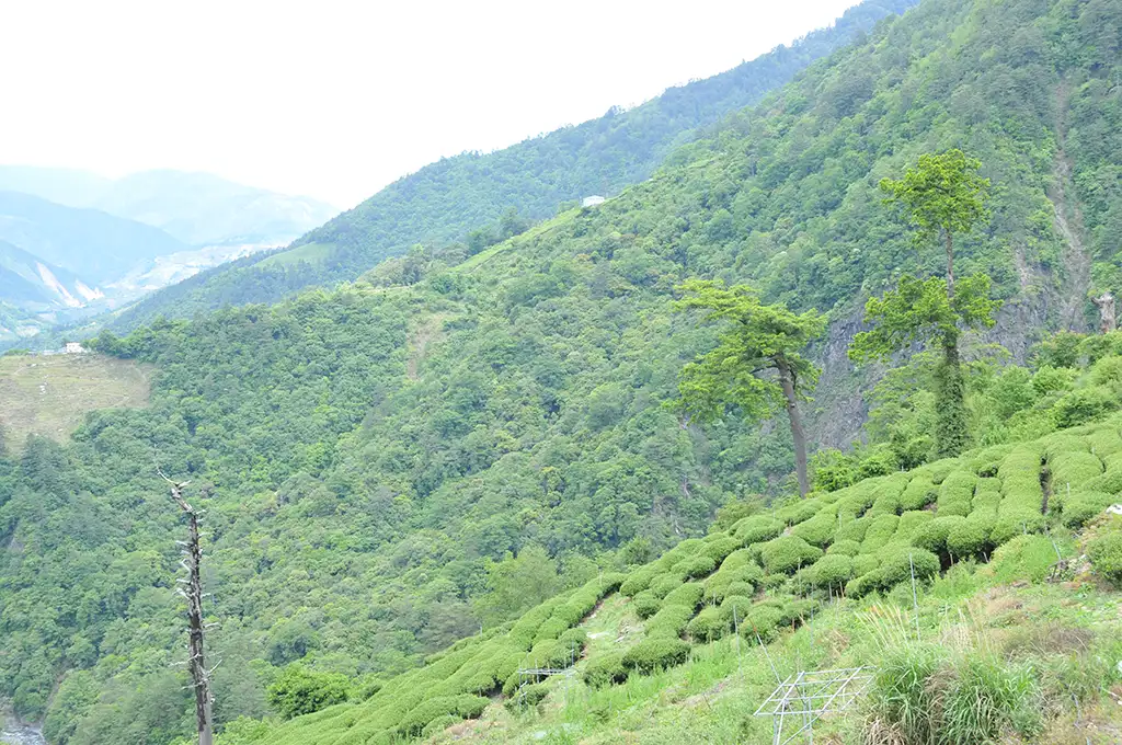 碧綠溪茶區