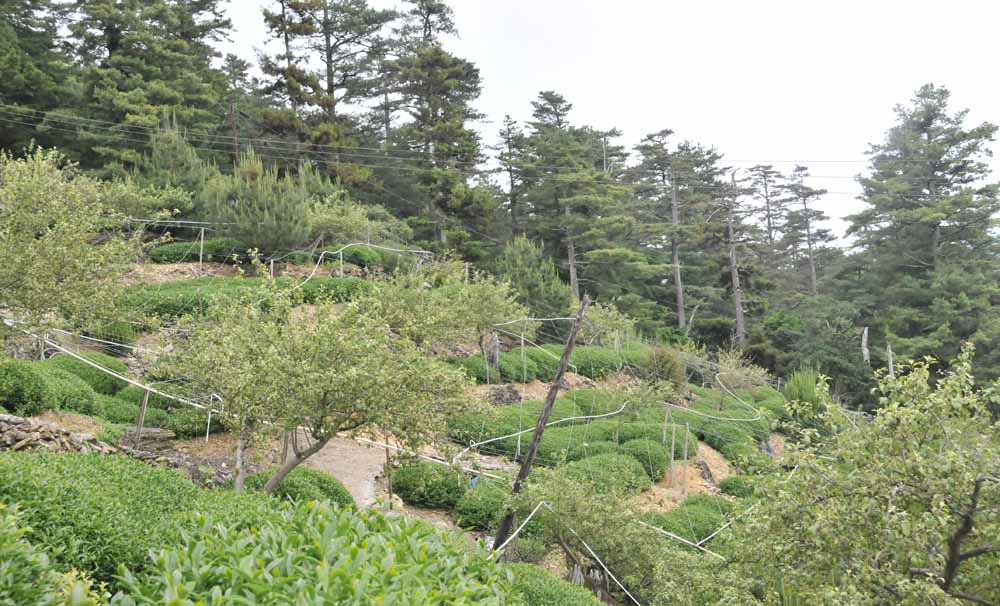 南投高山茶，那裡海拔最高？