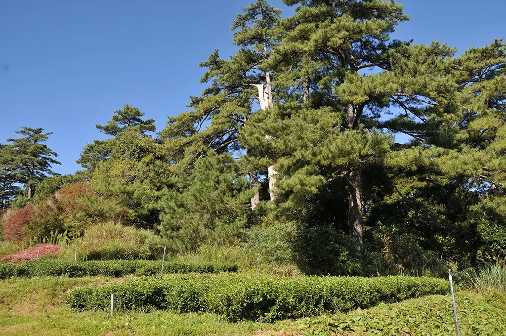 梨山茶價位