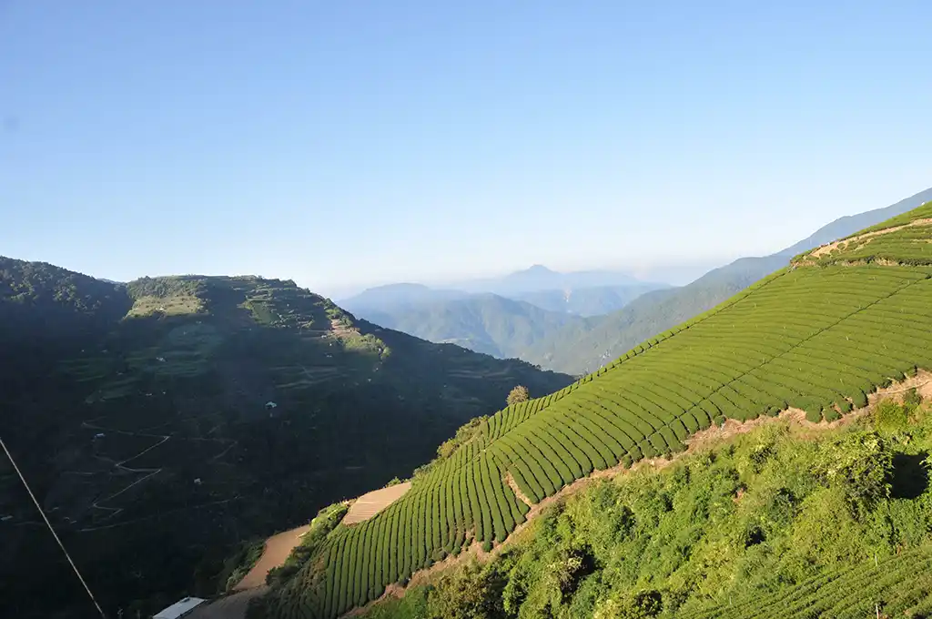 梨山吊橋頭茶區