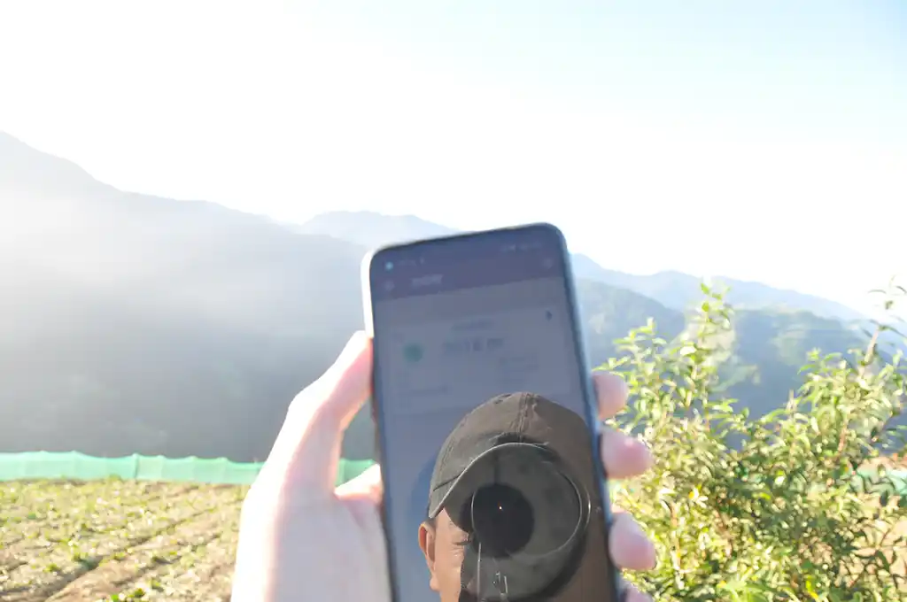 梨山吊橋頭茶區