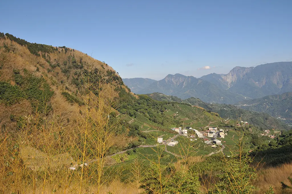 阿里山茶區