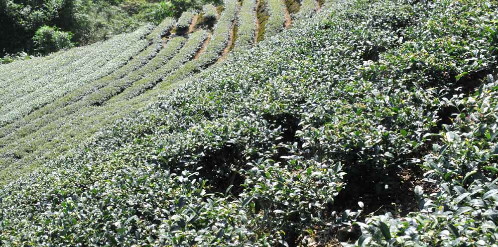 台灣紅茶種類及產地