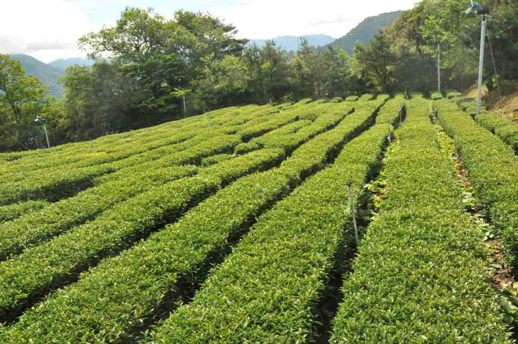 台灣高山茶葉
