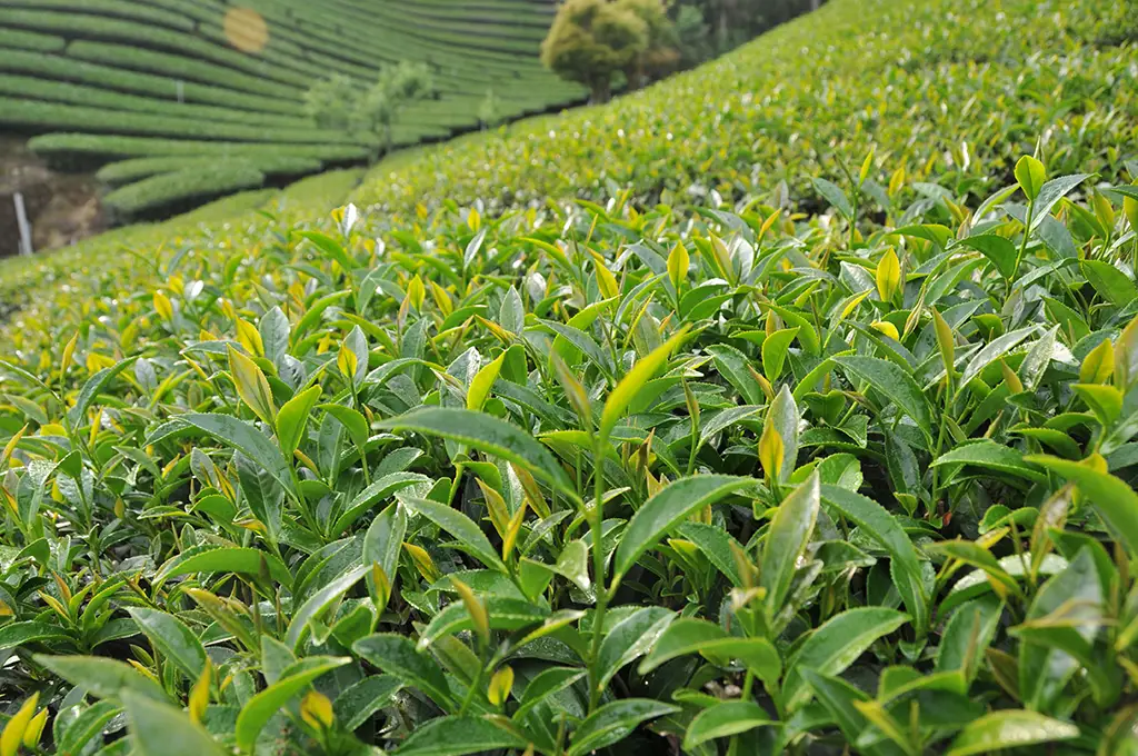 阿里山茶葉價格