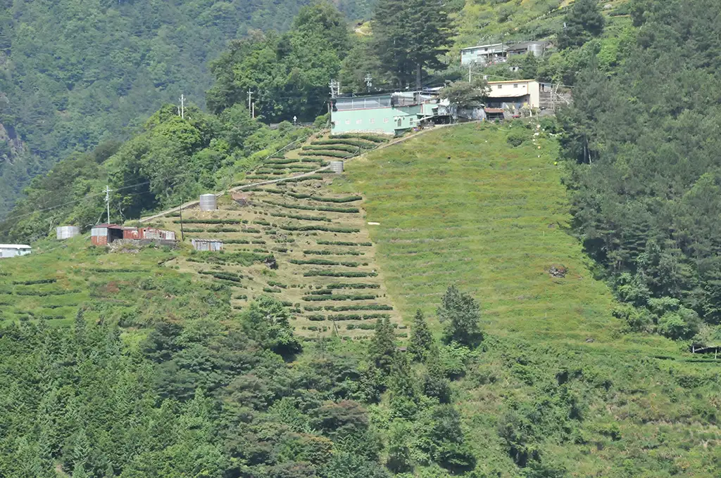 碧綠溪茶區