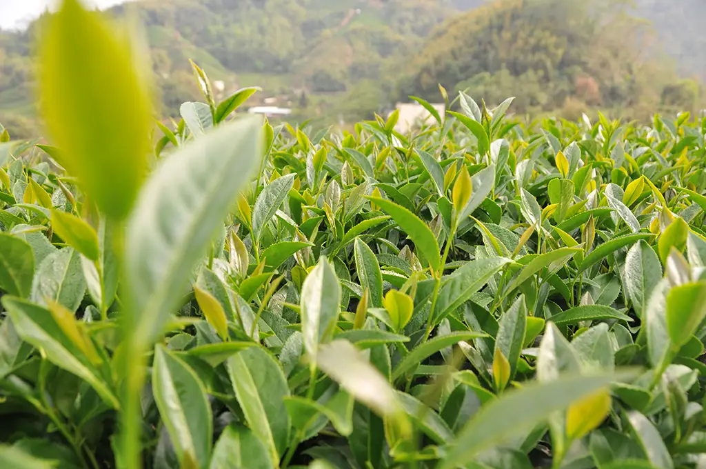 阿里山茶葉價格