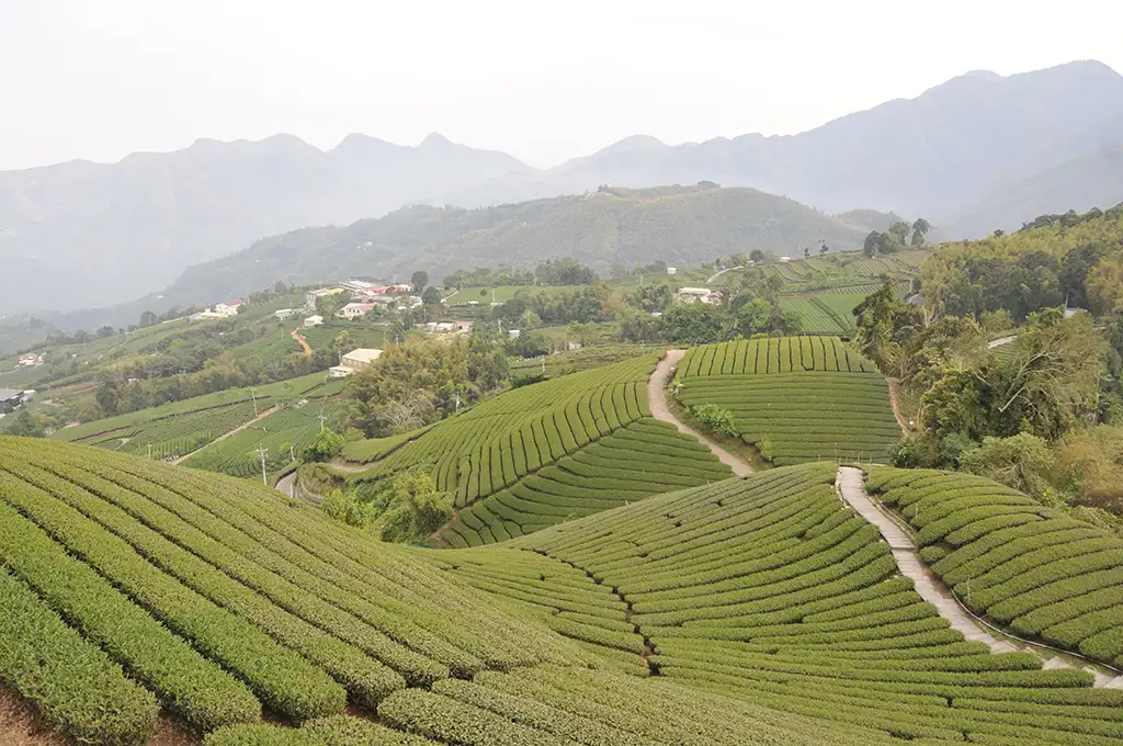 阿里山茶葉價格