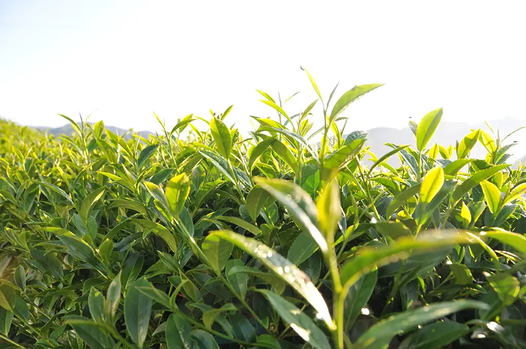 阿里山茶特色