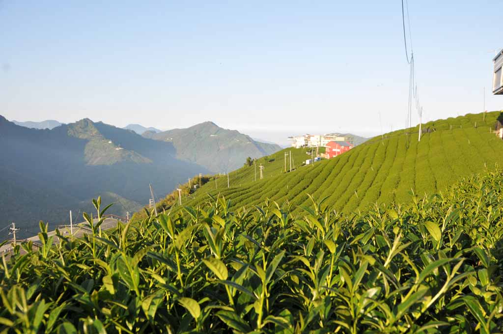 龍鳳峽茶區