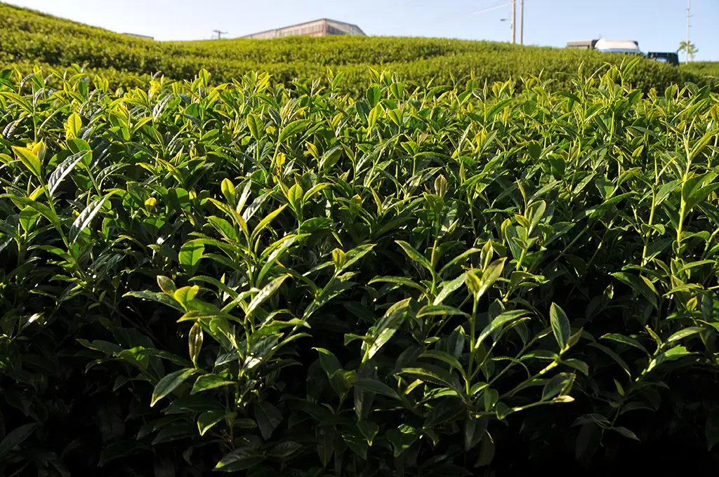 阿里山茶特色