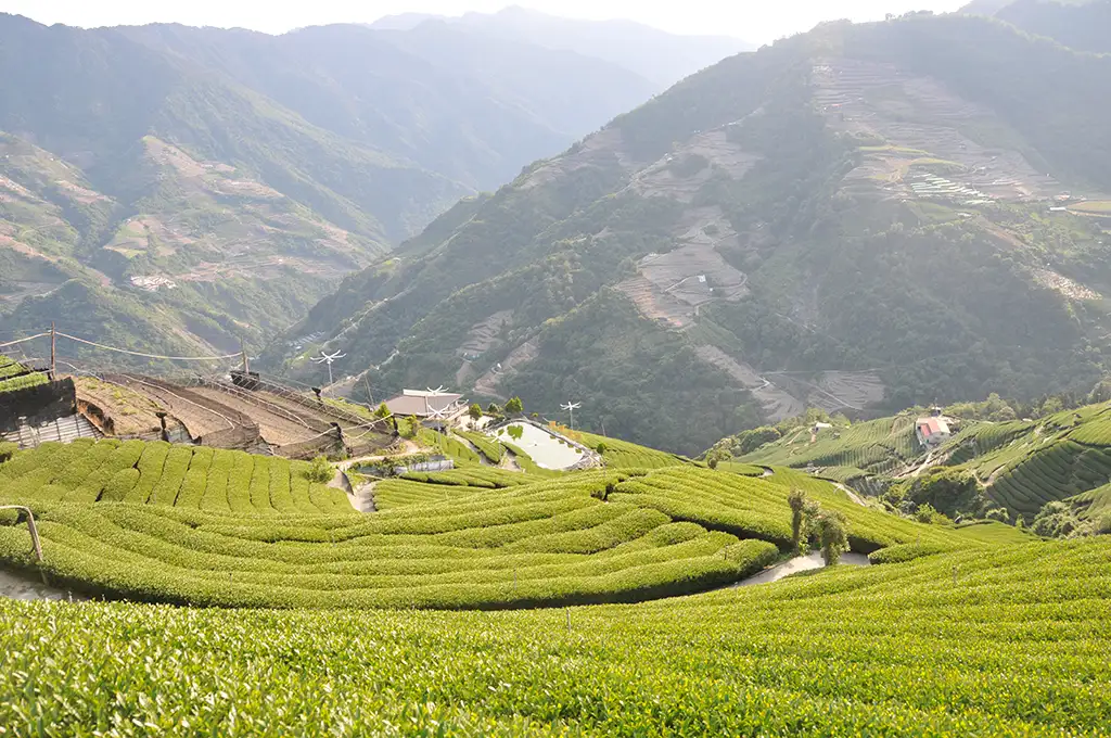 高山茶是綠茶嗎