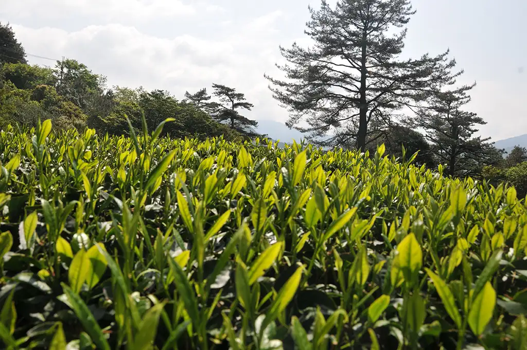 梨山茶葉價格