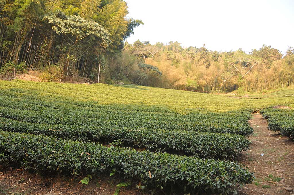 阿里山茶價格