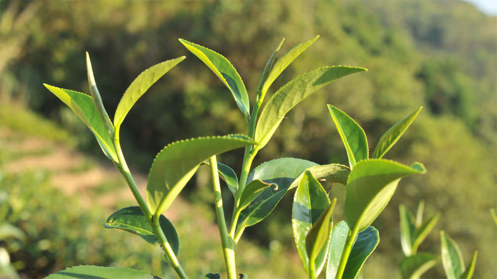 喝綠茶拉肚子
