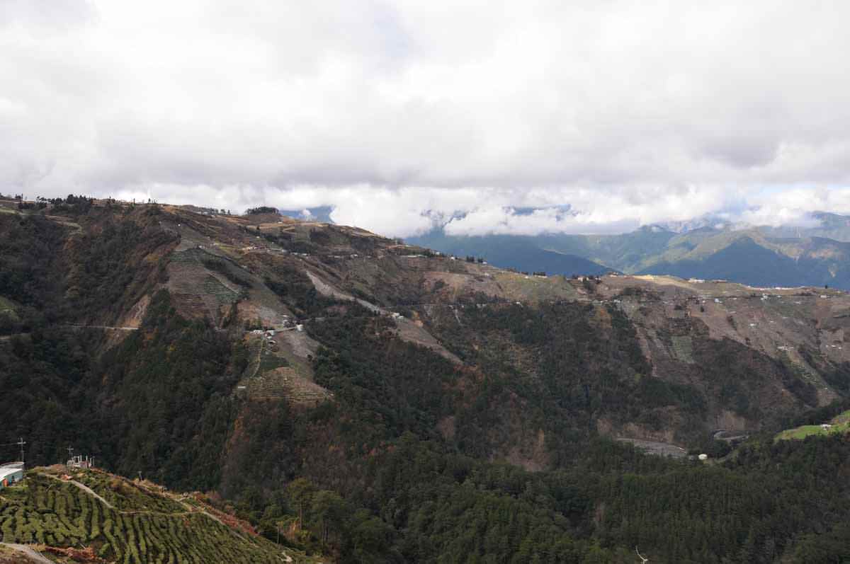 梨山茶園