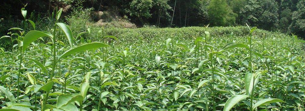 武夷岩茶
