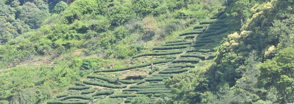 大禹嶺烏龍茶特色