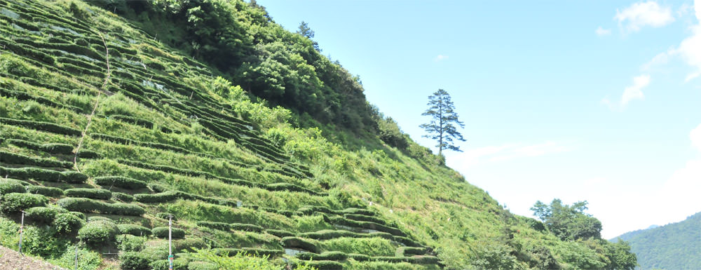 長興茶行大禹嶺高山茶價格比較貴？