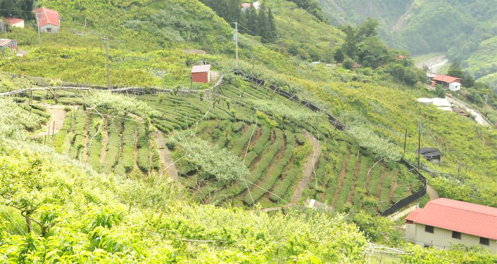 梨山紅茶