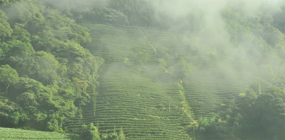 高山烏龍茶