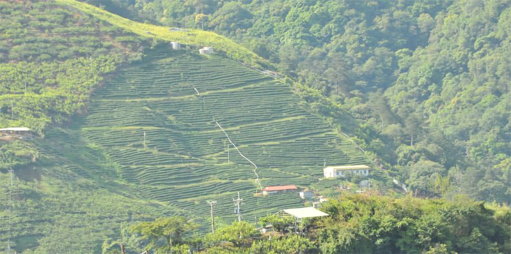 高山烏龍茶