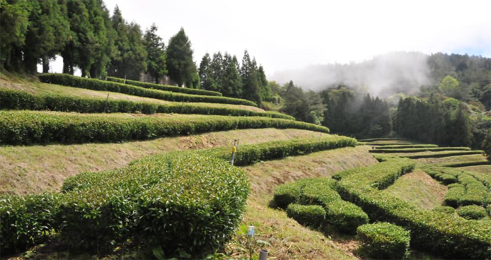 梨山茶是屬於烏龍茶還綠茶