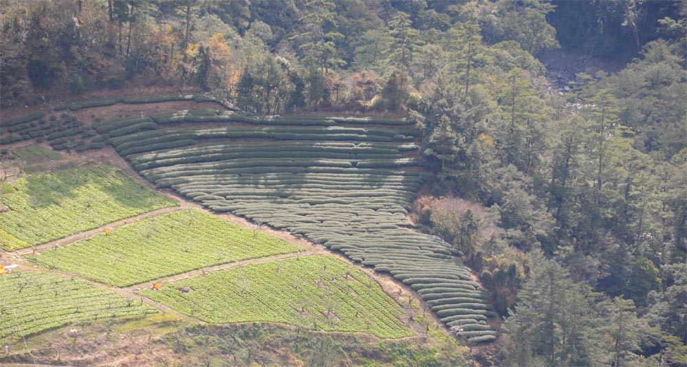 天府農場茶園