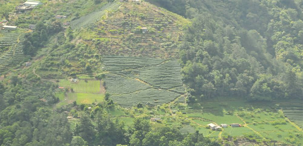 天府農場茶園