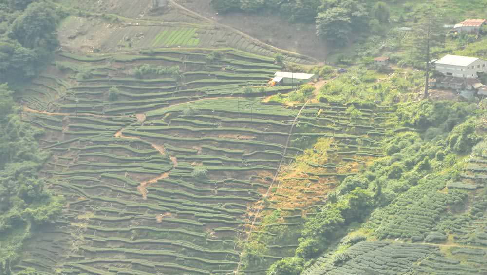 天府農場茶園