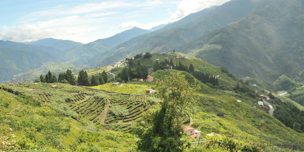 高山茶介紹