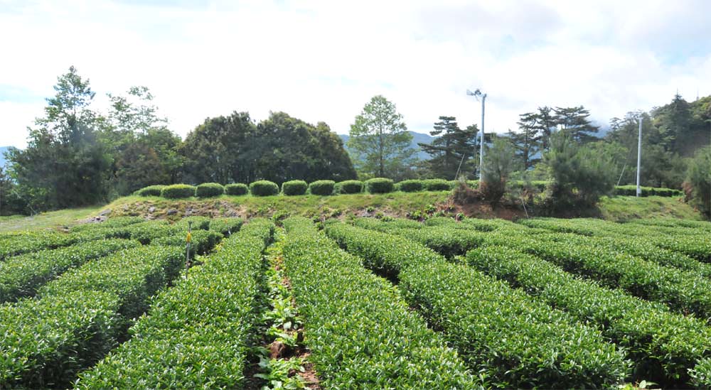 梨山茶葉介紹