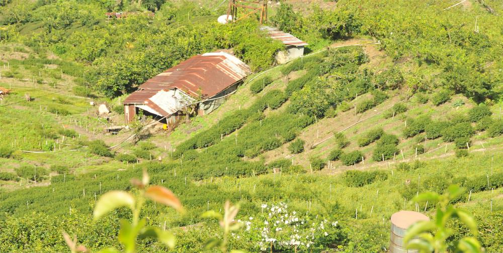 梨山高山茶介紹