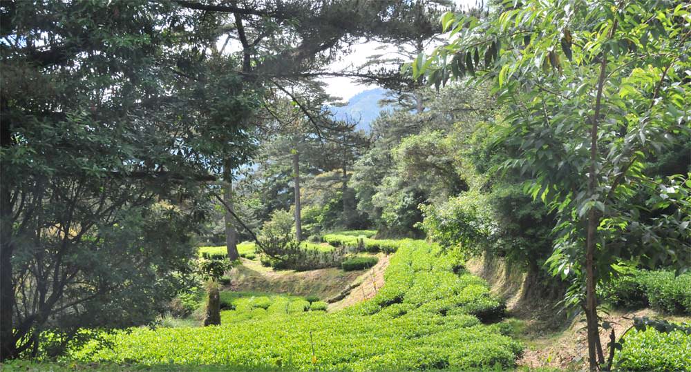 梨山高山茶特色