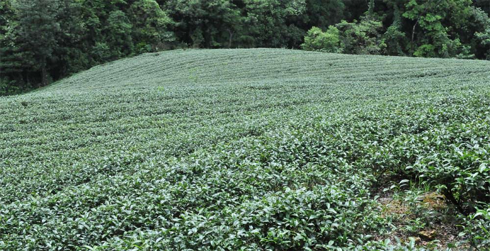 梨山高山茶特色