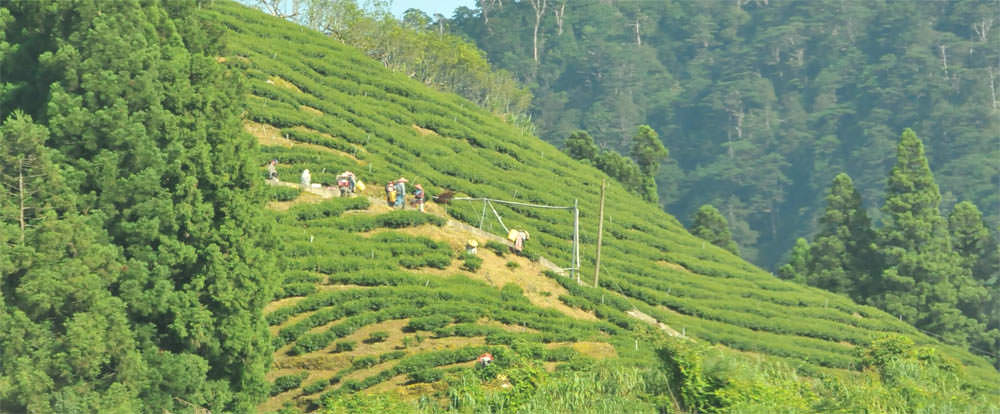 想找採茶工作，採茶工資一天多少
