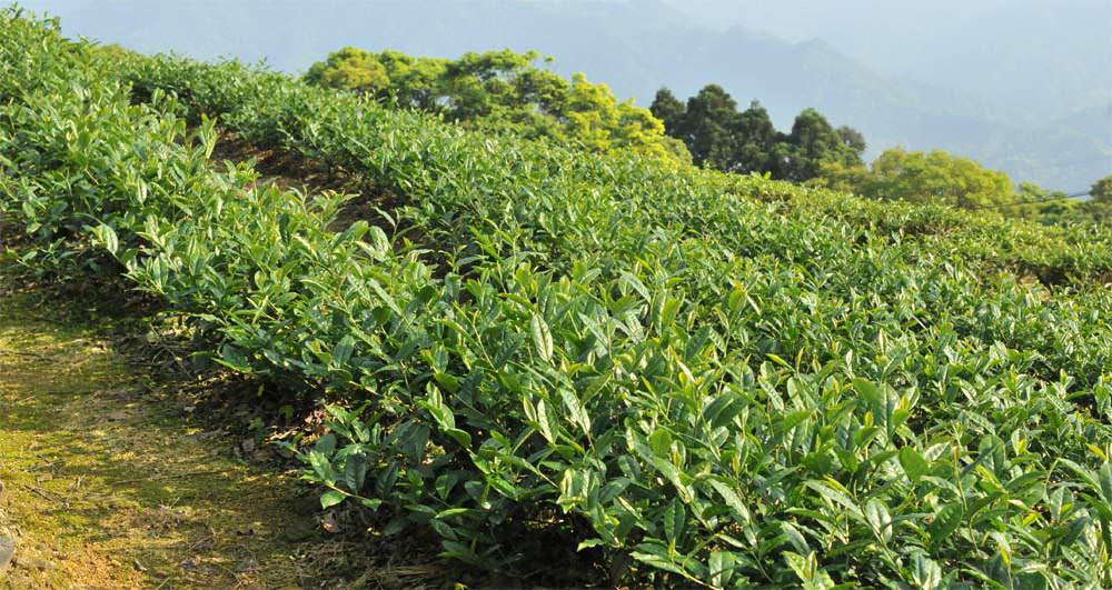 阿里山高山茶介紹