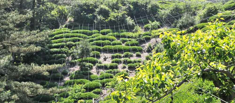 大禹嶺茶園