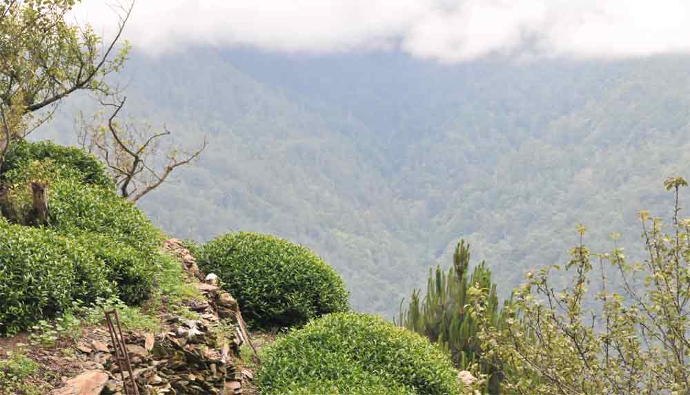 大禹嶺茶園