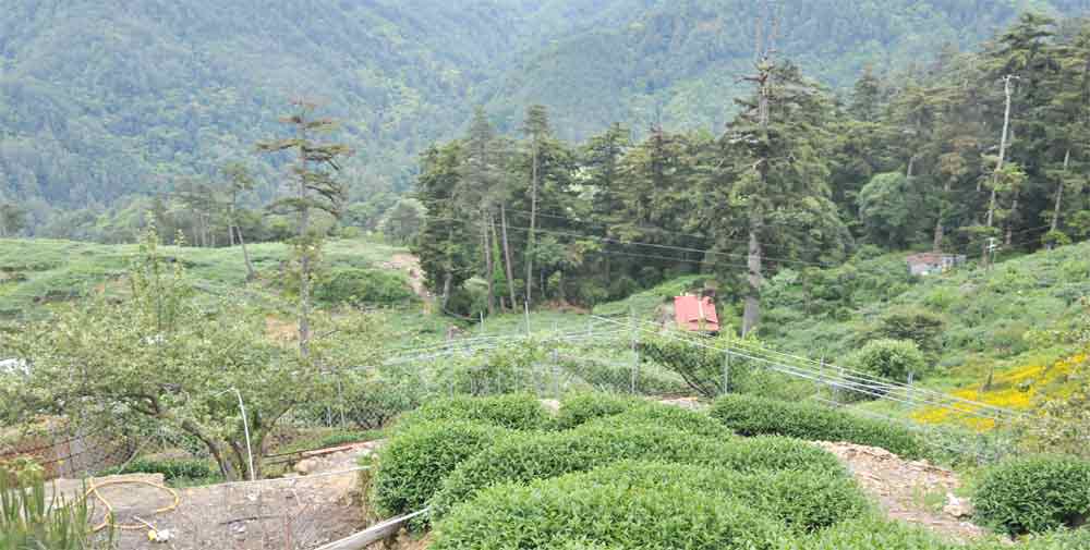 大禹嶺茶園