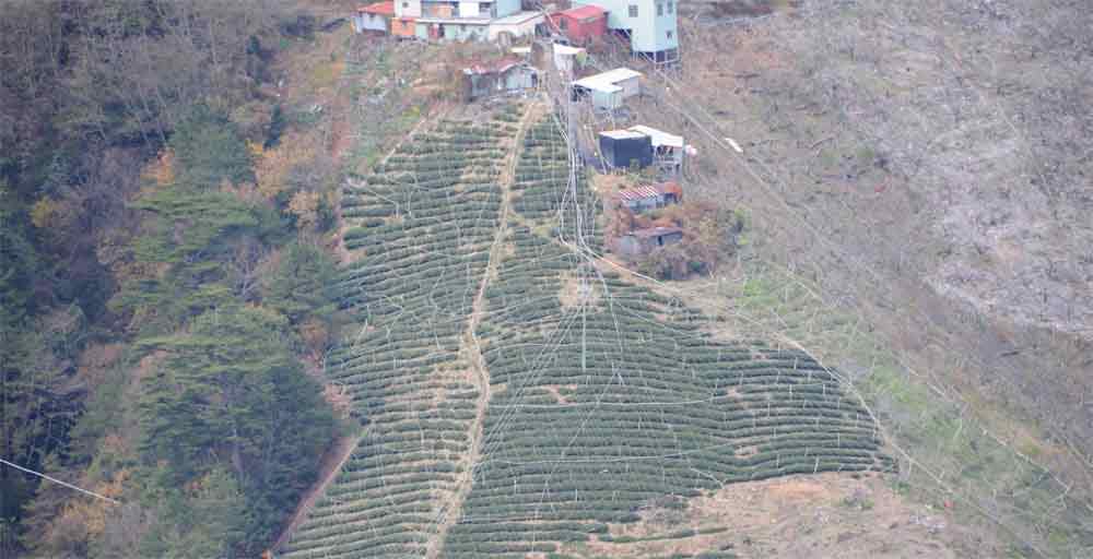 大禹嶺茶園